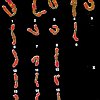 caryotypes_spz