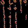 caryotypes_spz2