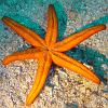 etoile-de-mer-6-bras-verso