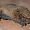 pipistrelle_pygmee
