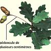 chene1