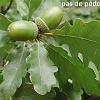 chene3