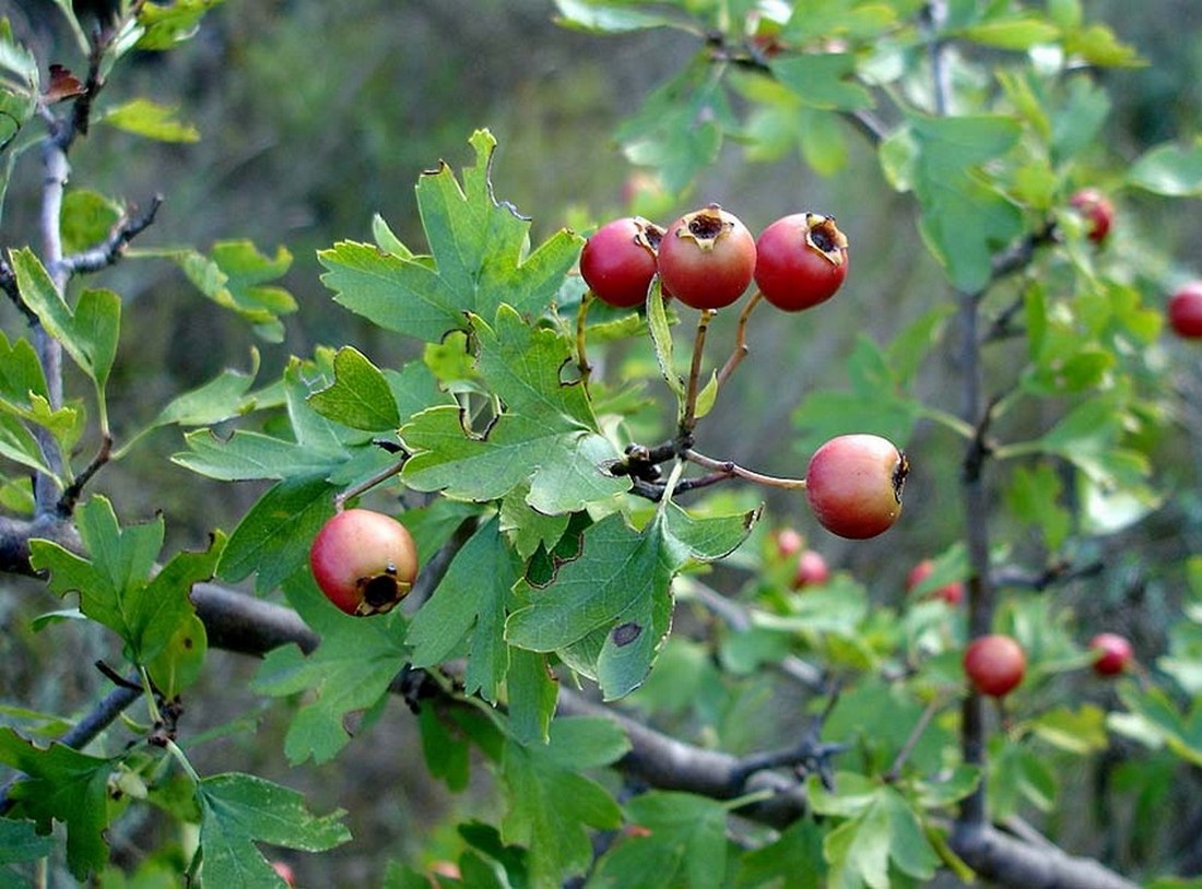 aubepine_fruits.jpg