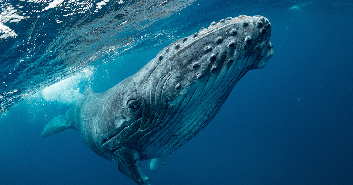 baleine